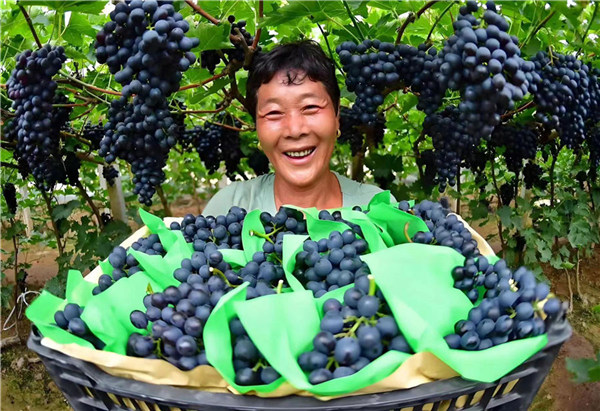 Grape picking provides a new form of entertainment(图1)