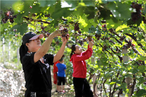 Grape picking provides a new form of entertainment(图2)