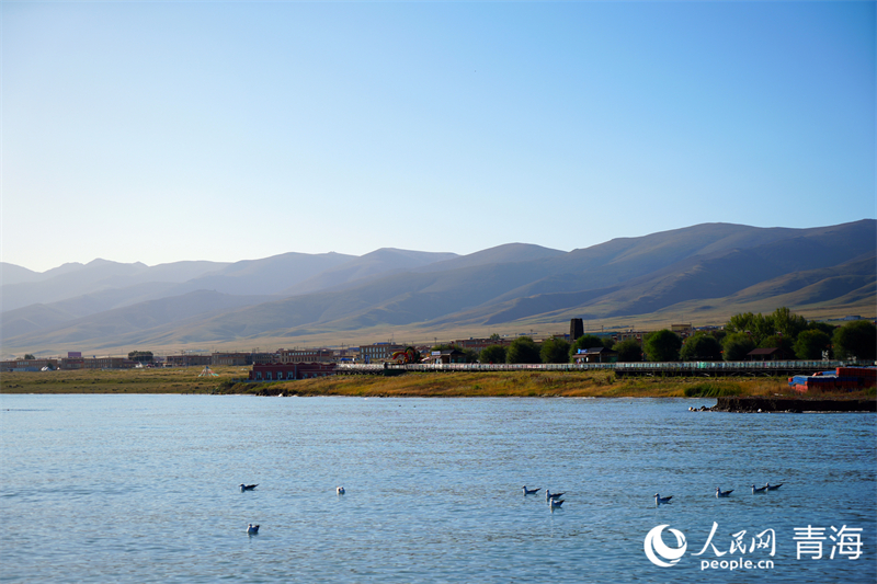 Vibrant autumn in Qinghai Lake, Chinas largest inland saltwater lake(图1)