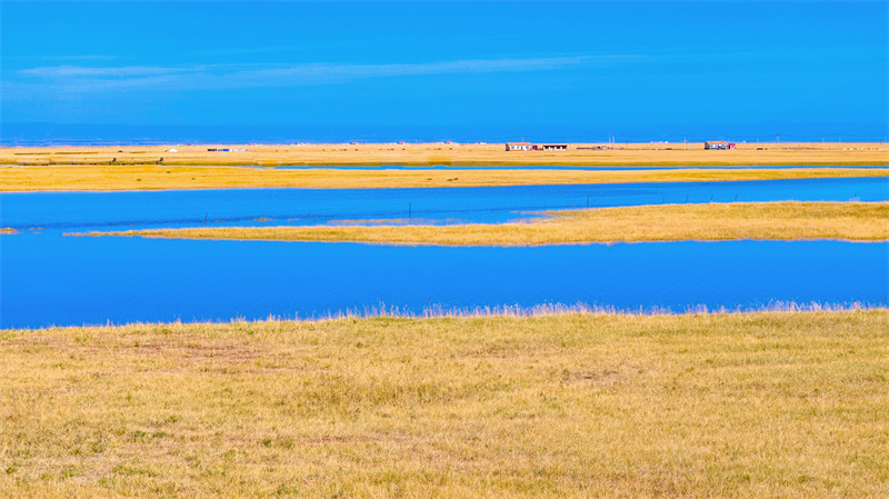 Vibrant autumn in Qinghai Lake, Chinas largest inland saltwater lake(图6)