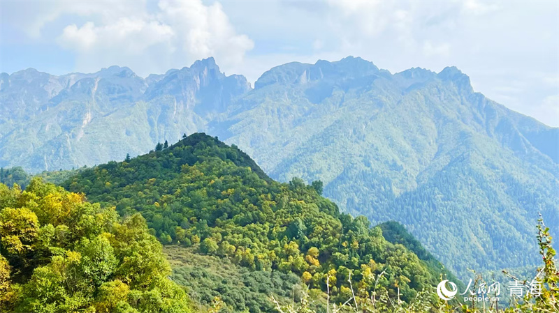 Stunning autumn scenery enchants visitors in NW Chinas Qinghai(图1)