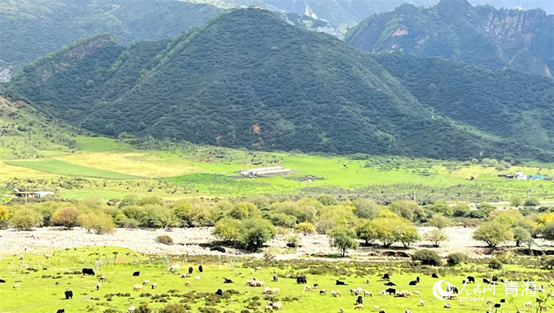 Stunning autumn scenery enchants visitors in NW Chinas Qinghai(图5)