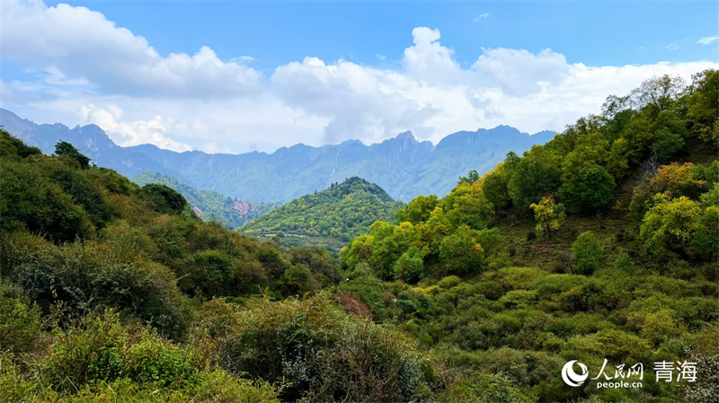 Stunning autumn scenery enchants visitors in NW Chinas Qinghai(图6)