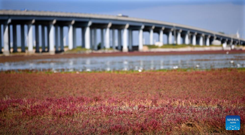 View of Red Beach scenic area in Chinas Liaoning(图12)