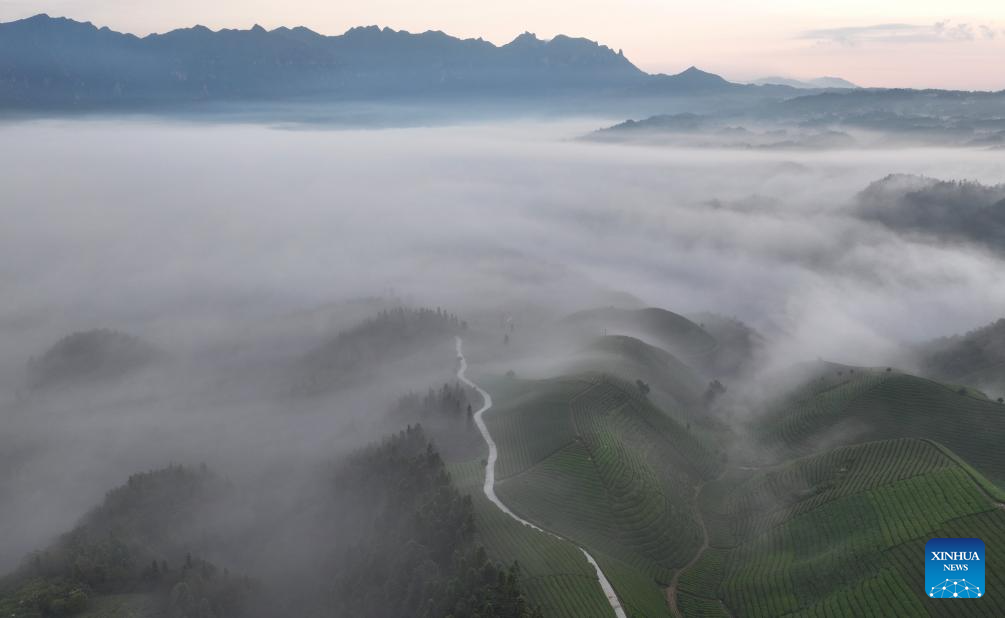 Scenery of tea garden in Muer Mountain, C Chinas Hubei(图2)