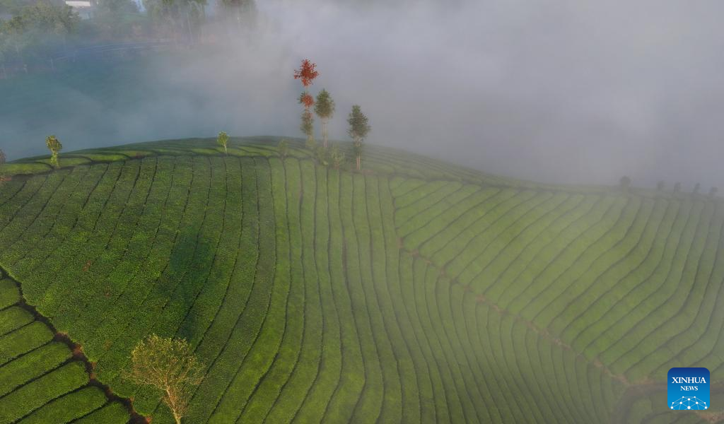 Scenery of tea garden in Muer Mountain, C Chinas Hubei(图4)