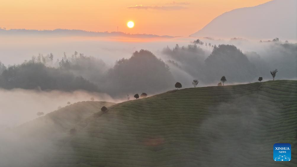 Scenery of tea garden in Muer Mountain, C Chinas Hubei(图5)