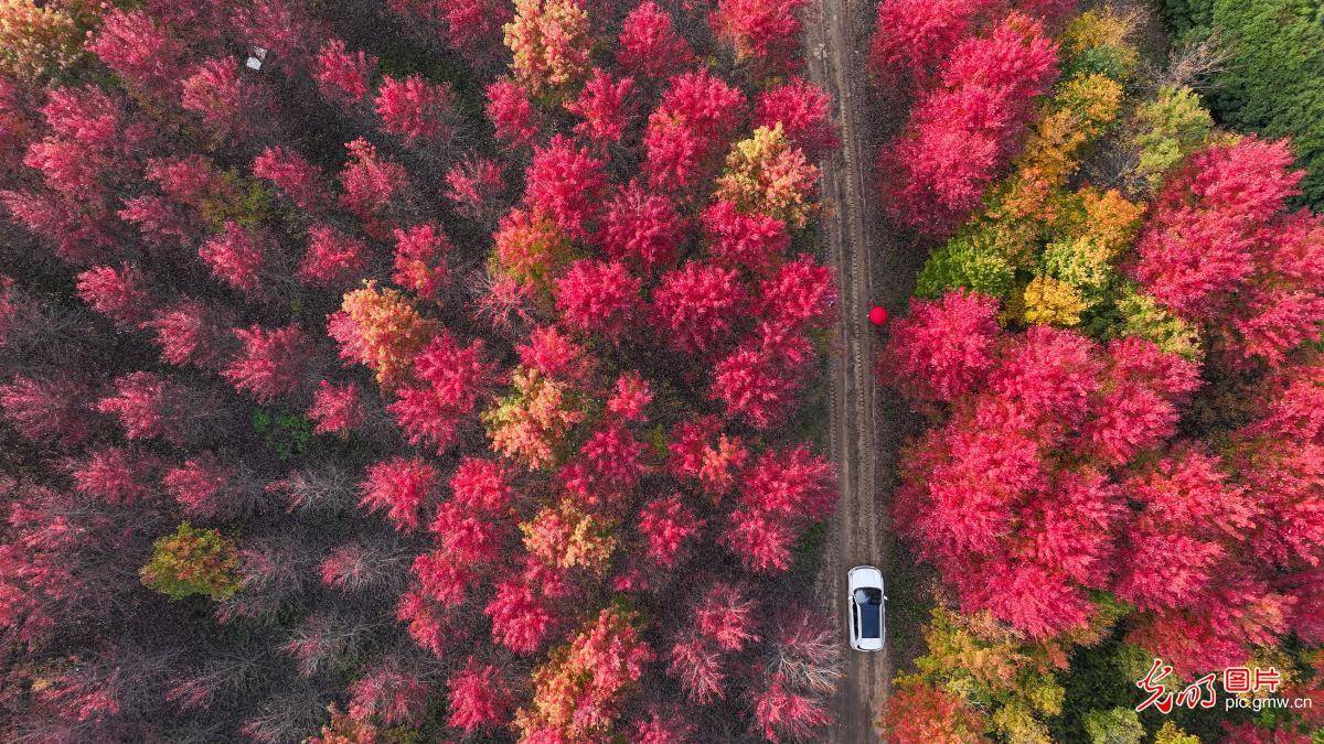 Nanjing Bamboo Towns Red Maple Scenery Attracts Tourists(图1)