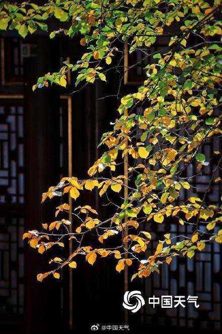 The autumn charm of the Summer Palace in Beijing is strong, and the ancient architecture and colorful leaves complement each other beautifully(图8)