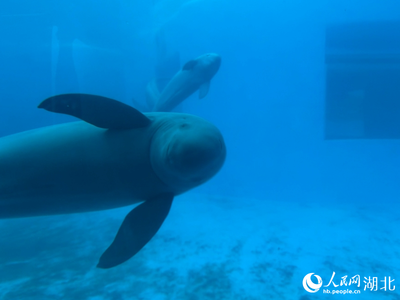 Wuhan names Yangtze finless porpoise its city mascot as species recovery signals biodiversity conservation(pic1) Wuhan names Yangtze finless porpoise its city mascot as species recovery signals biodiversity conservation(pic1)