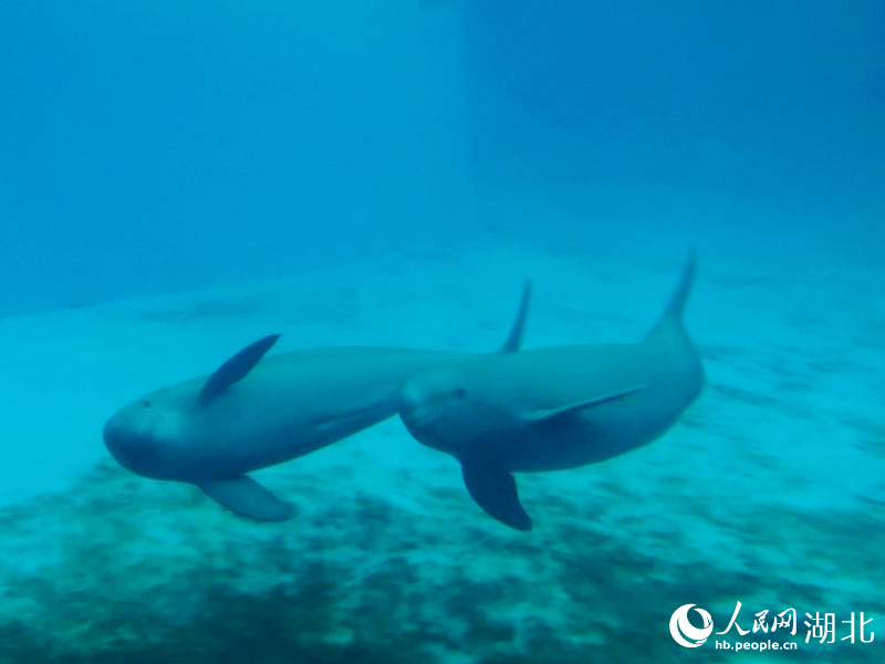 Wuhan names Yangtze finless porpoise its city mascot as species recovery signals biodiversity conservation(pic2) Wuhan names Yangtze finless porpoise its city mascot as species recovery signals biodiversity conservation(pic2)