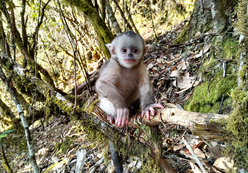 Camera traps capture thriving population of Yunnan snub-nosed monkeys(pic1)