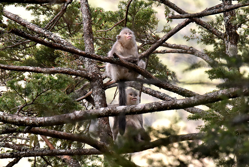 Camera traps capture thriving population of Yunnan snub-nosed monkeys(pic2)