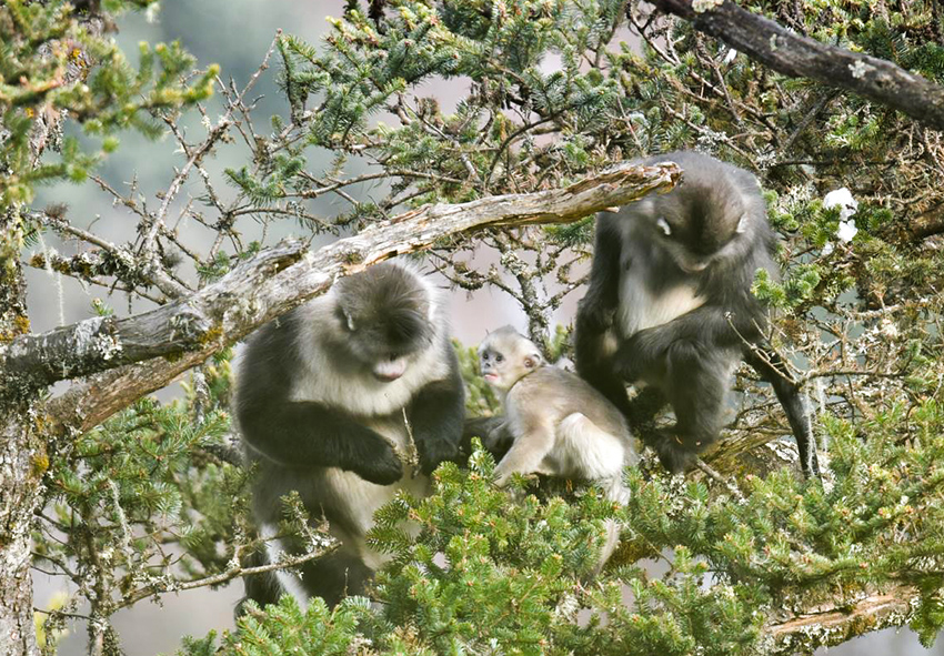 Camera traps capture thriving population of Yunnan snub-nosed monkeys(pic3)